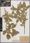 Foto von Salix cordata Michx.